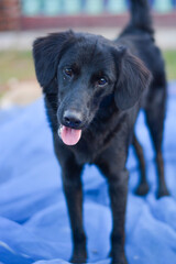 black dog is looking at you. waiting for food from you