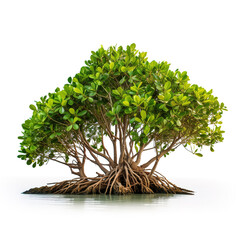 Image of mangroves tree on white background. Nature. Illustration, Generative AI.
