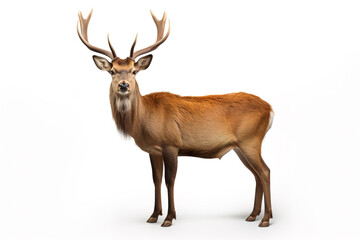 Naklejka na ściany i meble Image of rusa deer on white background. Wildlife Animals. Illustration, Generative AI.