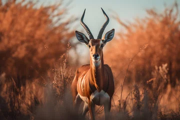 Photo sur Plexiglas Antilope A Antelope portrait, wildlife photography