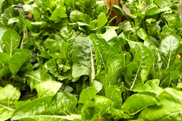 Fresh green chard, grown organically