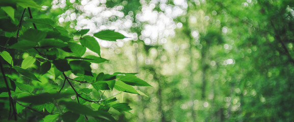 Vivid leaves of trees on bokeh background. Rich greenery in sunlight with copy space. Lush foliage...