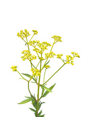 オミナエシ　7月撮影