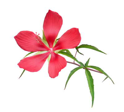 モミジアオイ　8月撮影