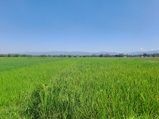 A vast expanse of rice fields with a small road in the middle in rural Indonesia. A hot day in the middle of green rice fields against a blue sky in the background, so beautiful and serene