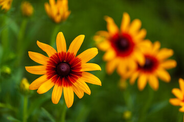 Chrysanthemums are in full bloom.