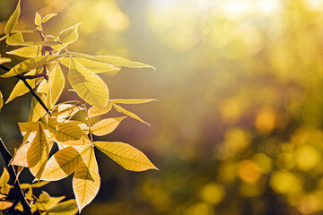 Close-up of yellow leaves in the warm light