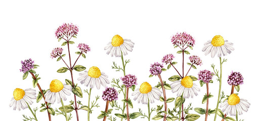 wild chamomile, oregano and thyme, field flowers, watercolor drawing plants at white background, floral elements, hand drawn botanical illustration