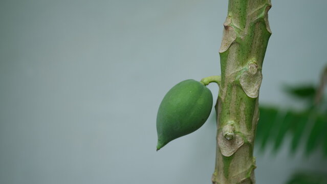 A small papaya fruit that grows on a papaya tree.