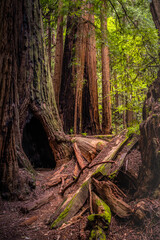 trails wind among the trees, towering old-growth redwood trees,  Mount Tamalpais at State Park, part of California’s Golden Gate National Recreation Area, north of San Francisco. 