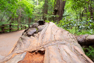 trails wind among the trees, towering old-growth redwood trees,  Mount Tamalpais at State Park, part of California’s Golden Gate National Recreation Area, north of San Francisco. 