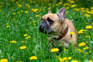 Fototapeta premium French bulldog on the background of a green lawn with dandelions..