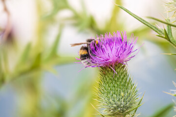 Bumble-bee sitting on wild thistle purple flower