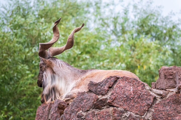 Close-up portrait of Markhor, Capra falconeri, wild goat native to Central Asia, Karakoram and the...