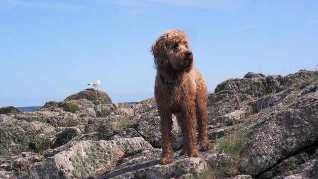 dog watching birds on sea coast in 4K