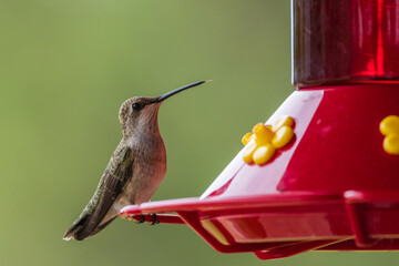 hummingbird with its tongue out on a red feeder © James