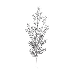 Fototapeta na wymiar Hand drawn mimosa sketch. Monochrome flower doodle. Black and white vintage element. Vector sketch. Detailed retro style.