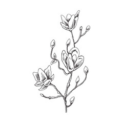 Hand drawn magnolia sketch.  Monochrome flower doodle. Black and white vintage element. Vector sketch. Detailed retro style.