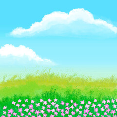 Fototapeta premium The fields were filled with pink flowers, behind a sky of blue and white clouds