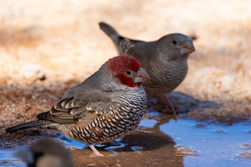 Red Headed Finch at Water Hole in Namibia Africa