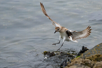 Black-Bellied Plover Searches for a Meal n Walvis Bay Namibia Africa