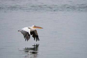 Great White Pelican Portrait in Walvis Bay Namibia Africa