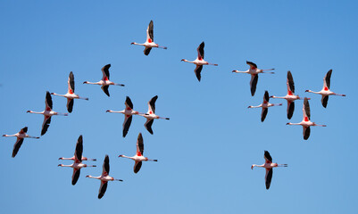 Flamingos in Flight Near Walvis Bay Namibia Africa