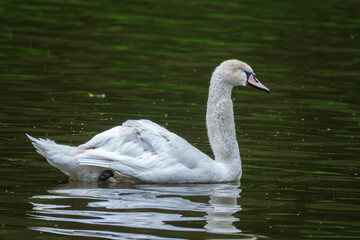 A graceful white swan swimming on a lake with dark water. The white swan is reflected in the water