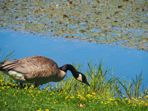 A Canada goose eyes something in the tall grass on the banks of a blue lake. Yellow flowers fill the grass. 