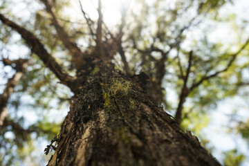 Obraz premium tree in the forest