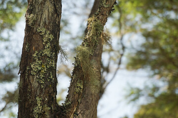 tree in the forest