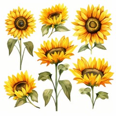 Set of watercolor illustrations of sunflowers. Watercolor floral Botanical Drawing