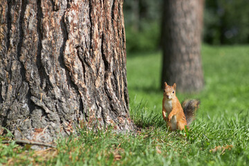 Portrait of cute red squirrel standing on green grass by pine tree in park or forest, copy space