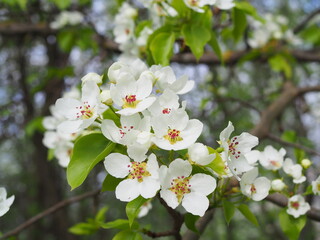 A flowering branch with white flowers in spring. Spring flowering of fruit trees in the garden.