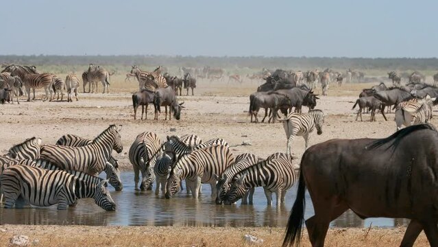 Herd of plains zebras, blue wildebeest and springbok antelopes at a dusty waterhole, Etosha National Park, Namibia