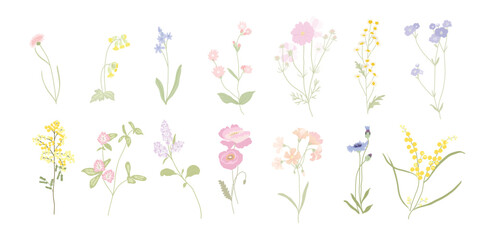 Spring and summer arrangements with small flower. Botanical illustration minimal style. - obrazy, fototapety, plakaty