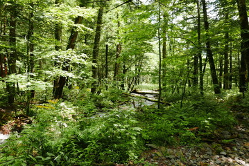 Kamikochi (Upper Highlands) is a remote mountainous highland valley within the Hida Mountains range, in the western region of Nagano Prefecture, Japan. Japanese hiking and trekking.