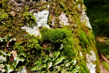 Kamikochi (Upper Highlands) is a remote mountainous highland valley within the Hida Mountains range, in the western region of Nagano Prefecture, Japan. Japanese hiking and trekking.