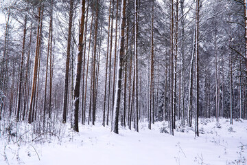 The forest is covered with snow. Frost and snowfall in the park. Winter snowy frosty landscape.