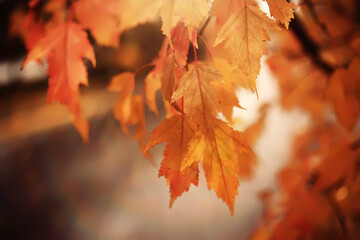Red and Orange Autumn Leaves Background