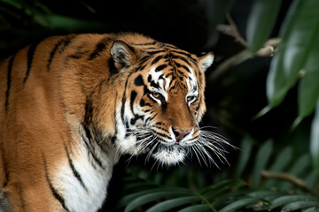 Close adult tiger portrait in jungle