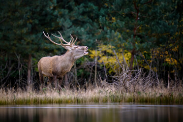 Adult red deer walks along the bank of a forest river in a natural environment