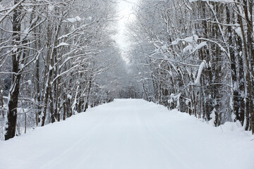 Winter snowy frosty landscape. The forest is covered with snow. Frost and fog in the park.