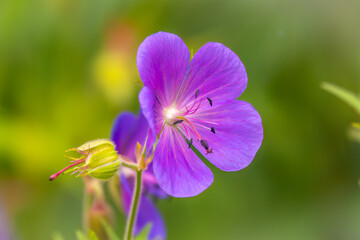 Blue and purple flowers of Geranium wallichianum