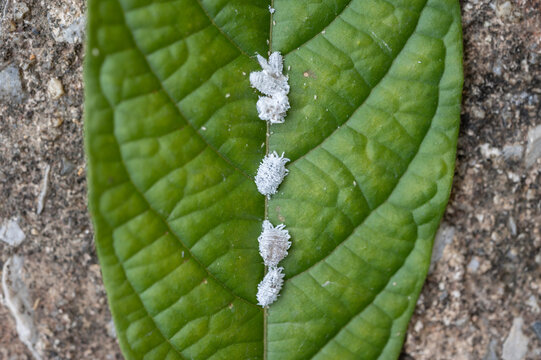 Mealybugs living on green plant leaf. Mealybugs are sap sucking insects that feed on a wide range of plants.