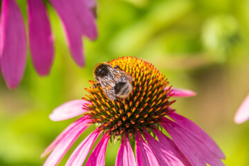 A closeup shot of a bee collecting pollen on a purple echinacea flower