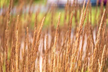 Yellow reed in the field. Bright natural background with sunset. Selective soft focus of beach dry grass and reeds