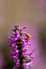 A shield bug (Carpocoris cf. fuscispinus or Carpocoris cf. purpureipennis) sitting on betony blossoms (betonica officialis)