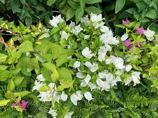 flowers arranged white flower bush in the garden, fueng fa flowers, white


