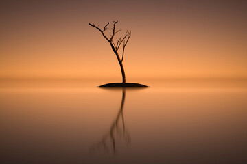 Dry single tree on a small island in the open sea.